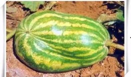 热门大瓜汇总,热门大瓜盘点，真相与八卦一网打尽